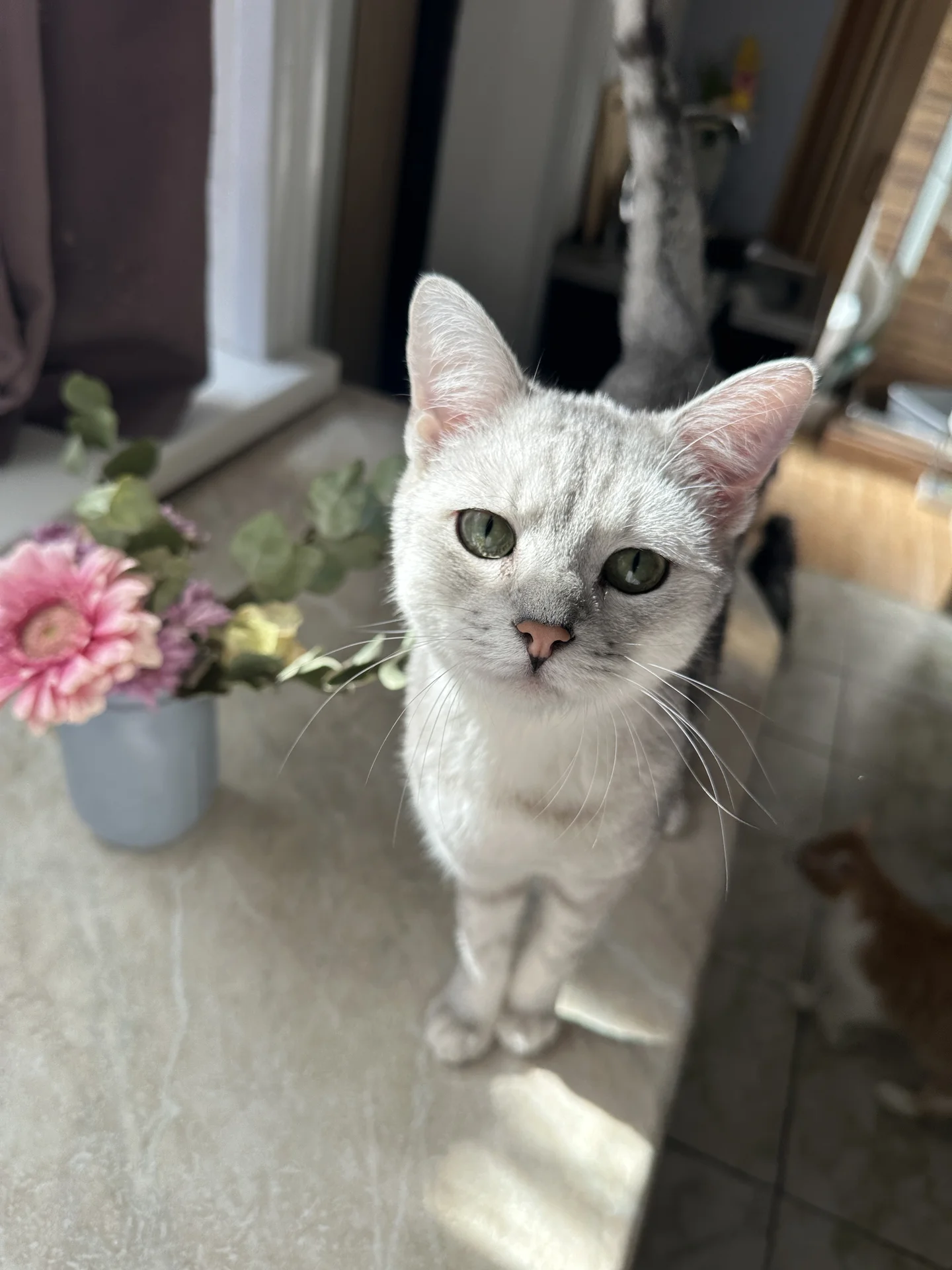 Шотландский котик ищет дом - миниатюра 7