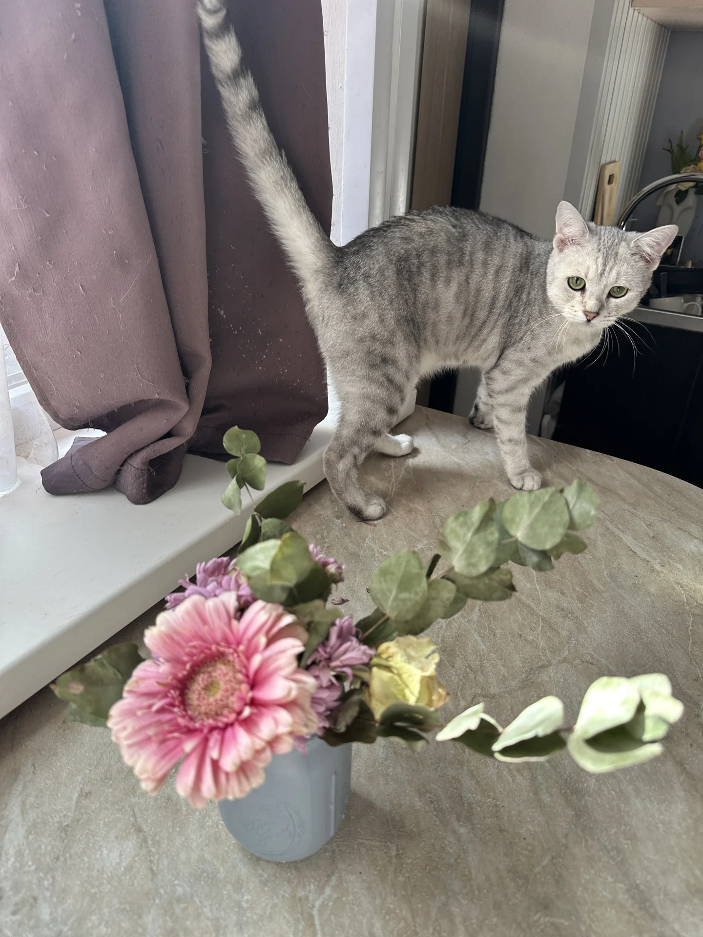 Шотландский котик ищет дом - миниатюра 8