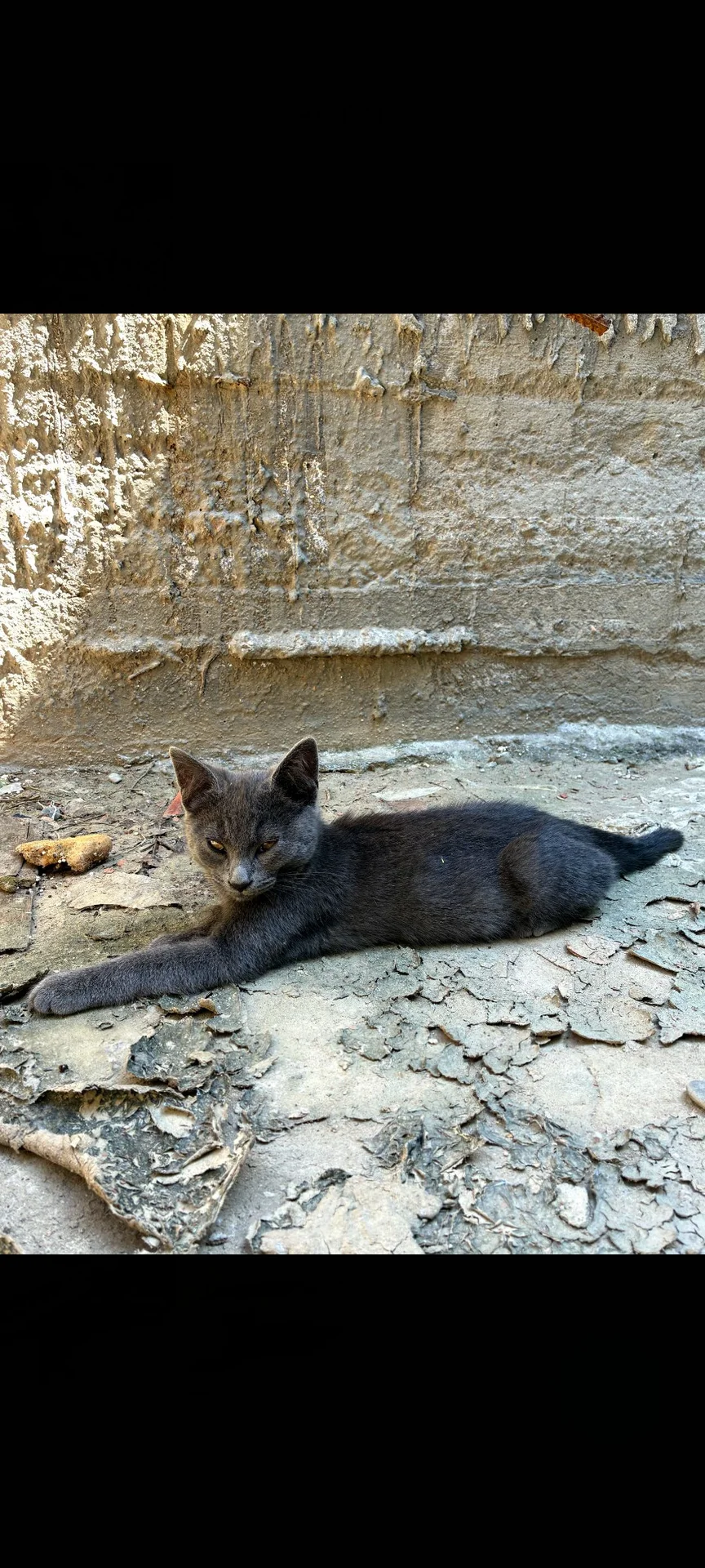 Котенок в добрые руки - миниатюра 3