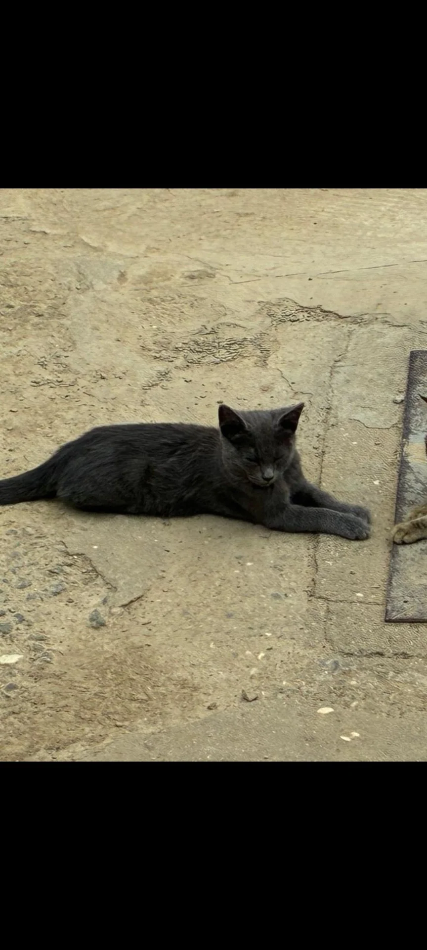 Котенок в добрые руки - миниатюра 4