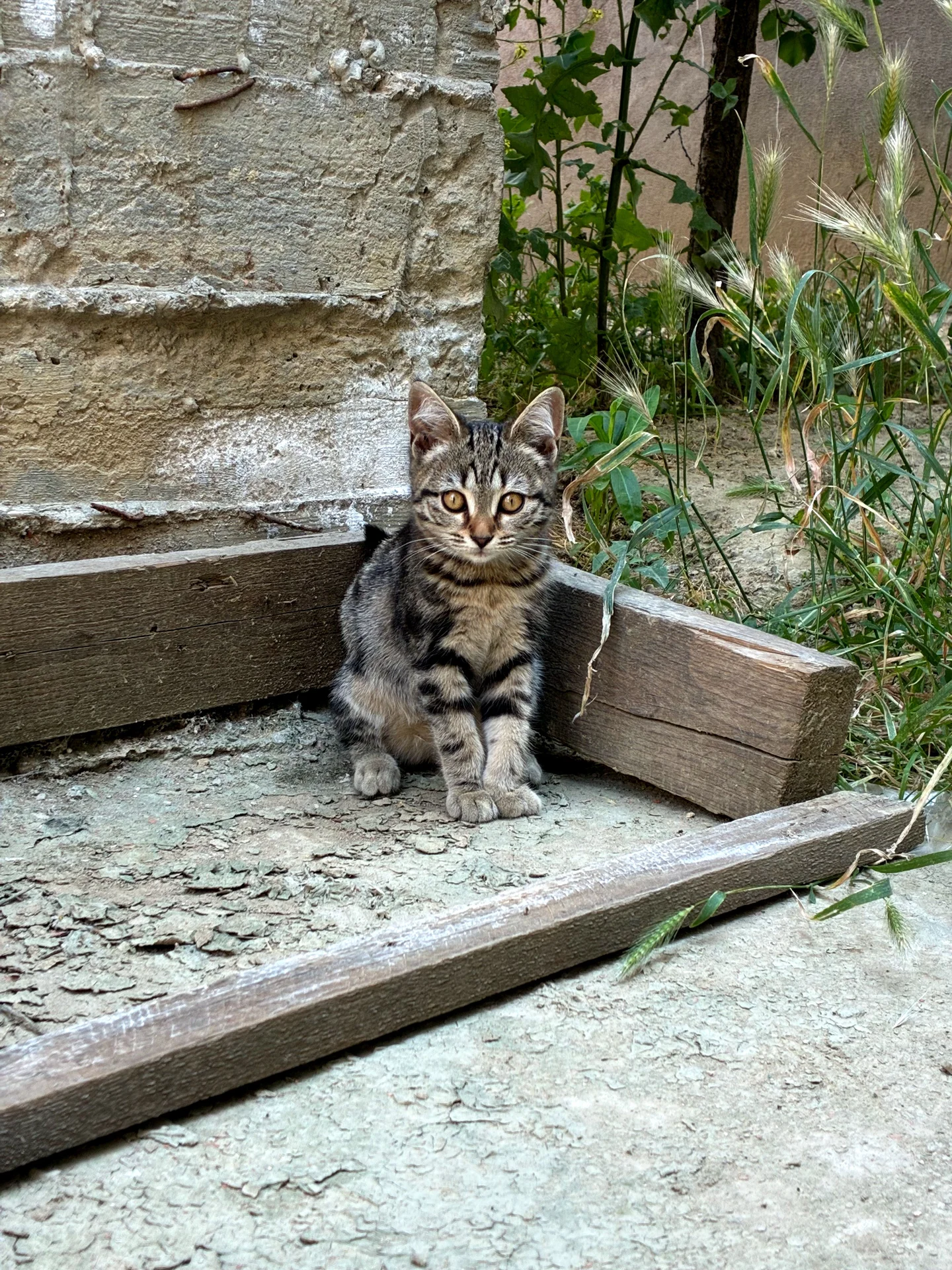 Котенок в добрые руки - изображение 1