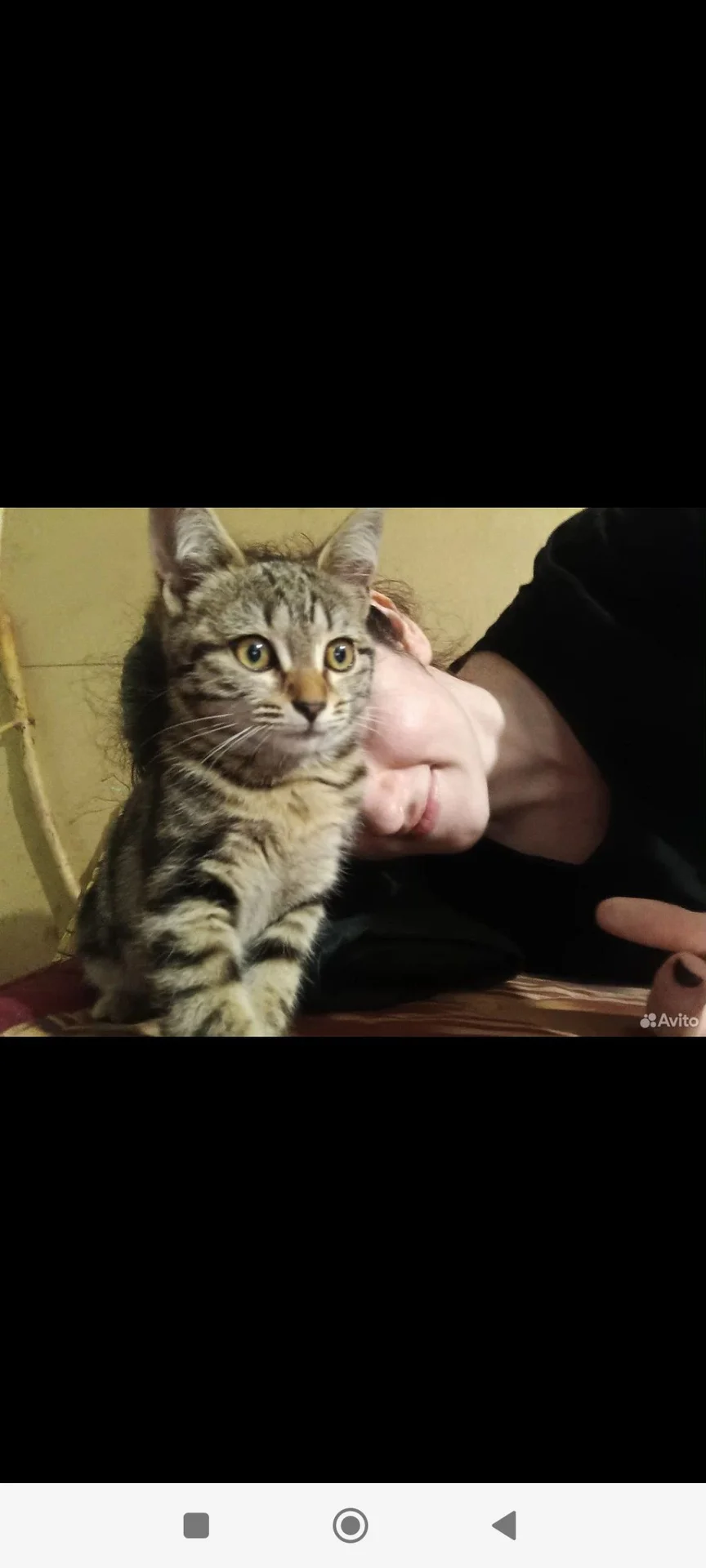 Котенок в добрые руки - миниатюра 3