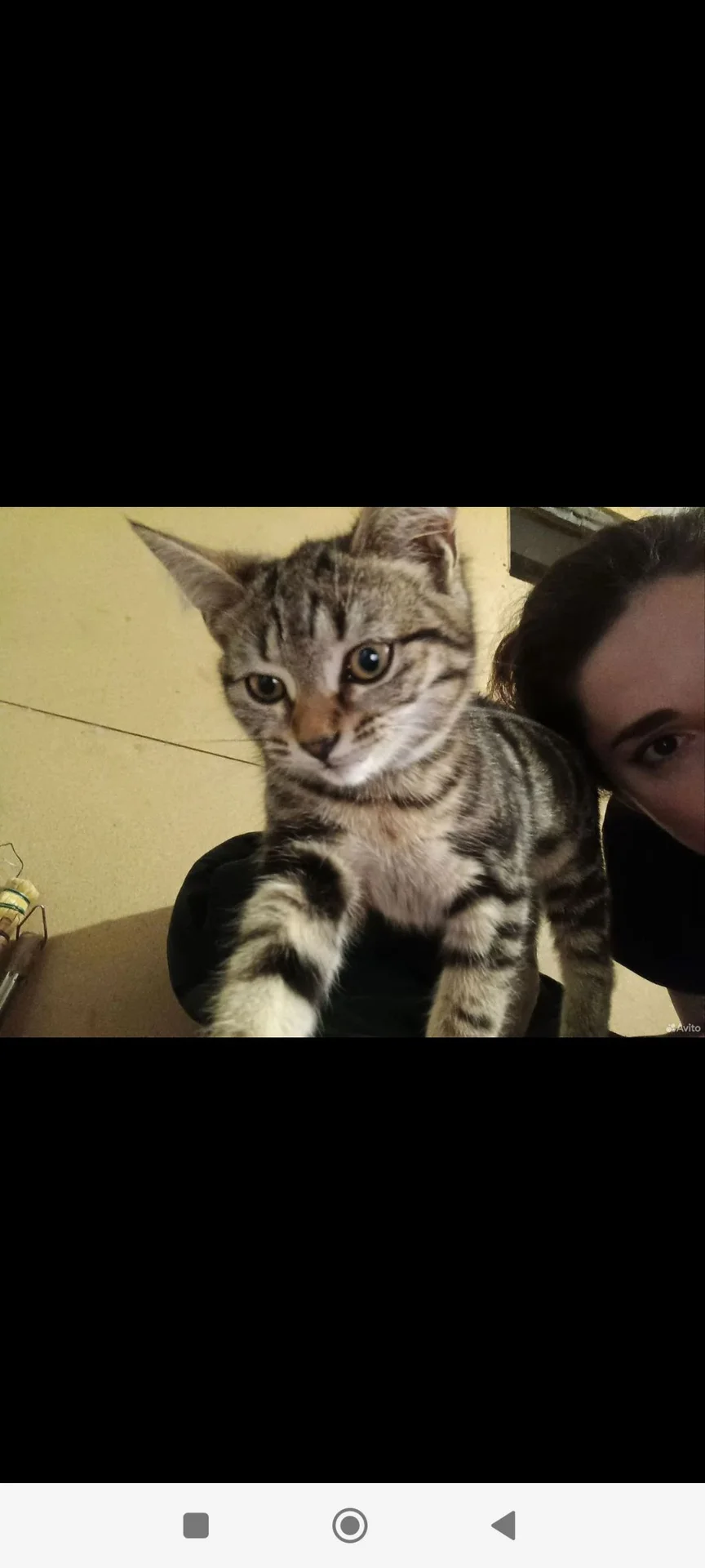 Котенок в добрые руки - миниатюра 4