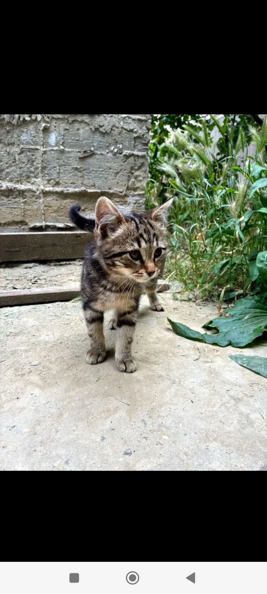 Котенок в добрые руки - изображение 1