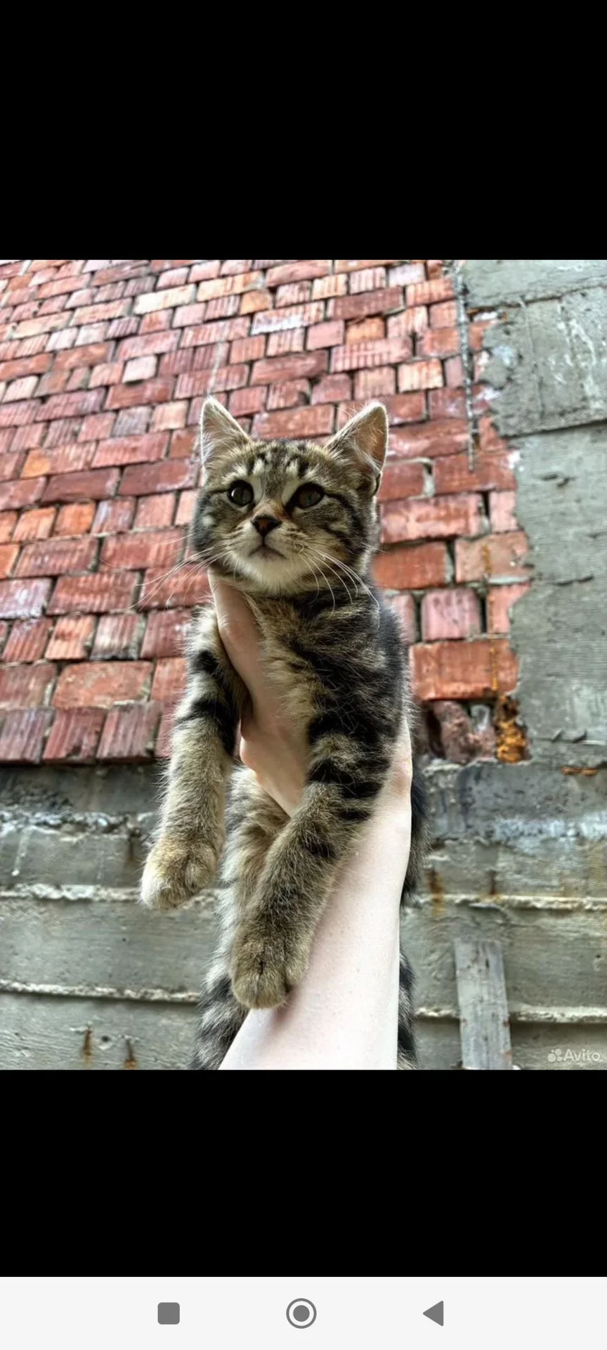 Котенок в добрые руки - миниатюра 2