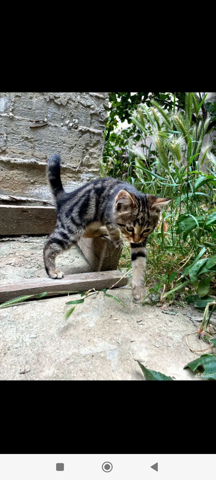 Котенок в добрые руки - миниатюра 3