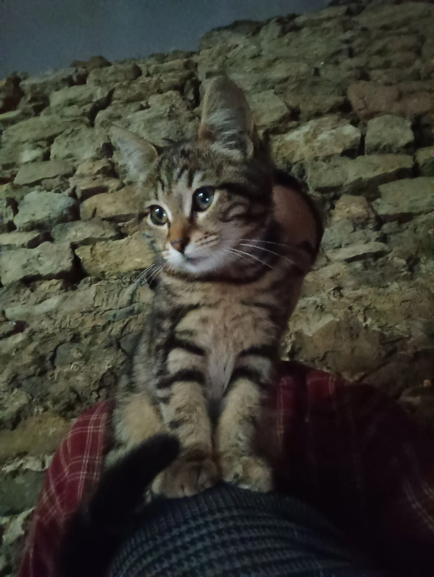 Котенок в добрые руки - миниатюра 4