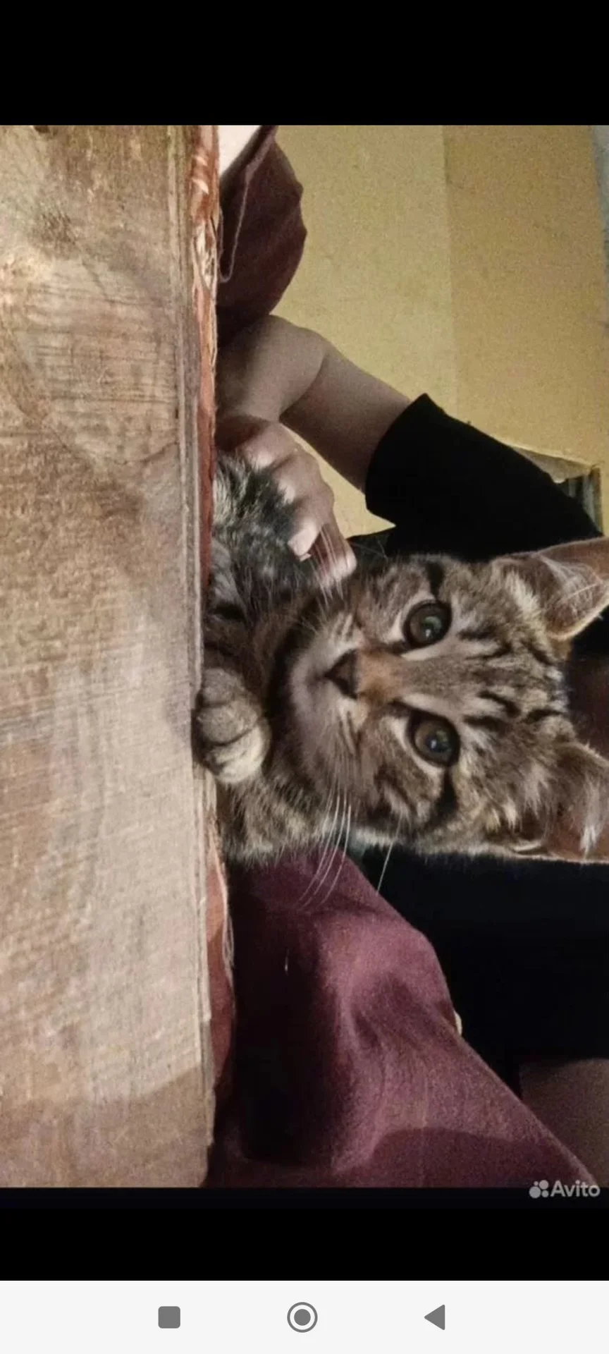 Котенок в добрые руки - миниатюра 5