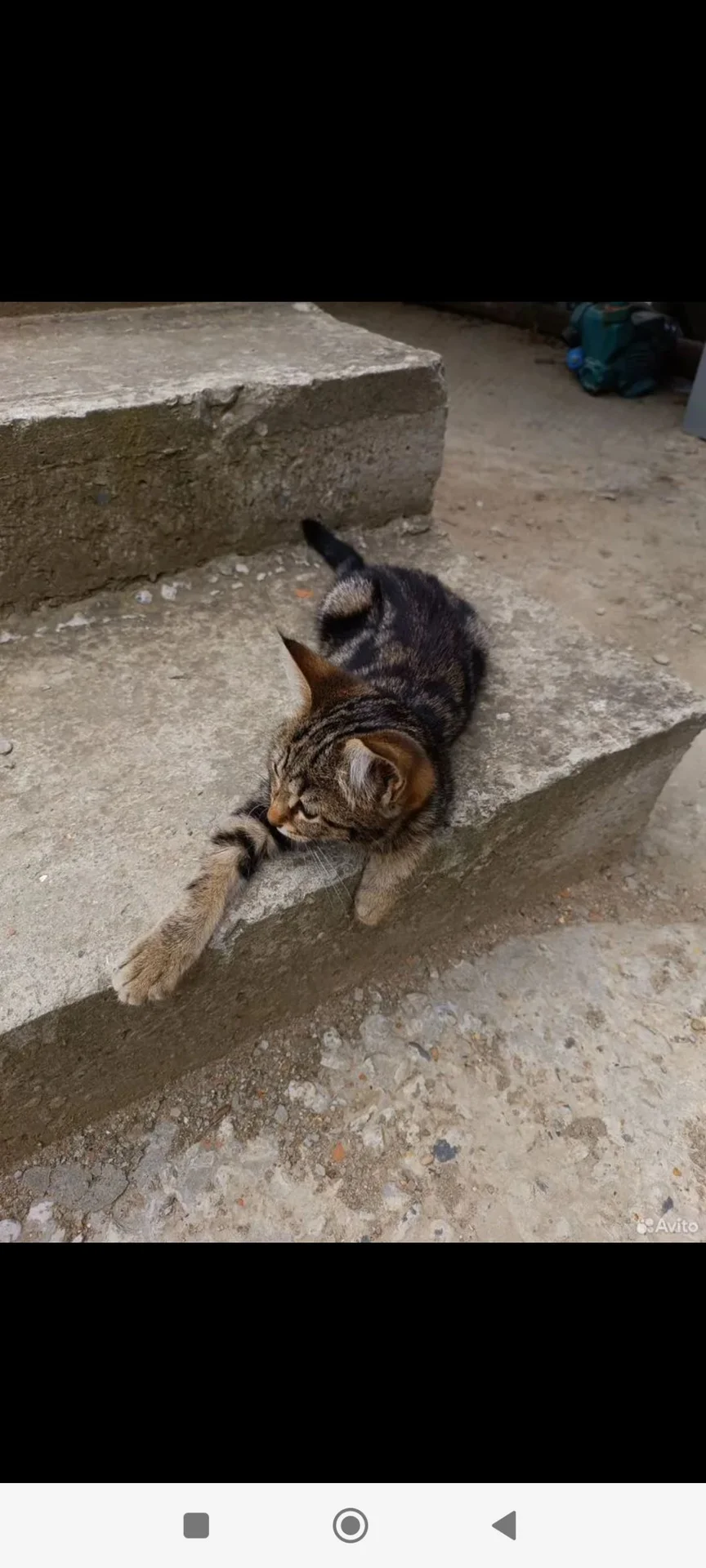 Котенок в добрые руки - миниатюра 6