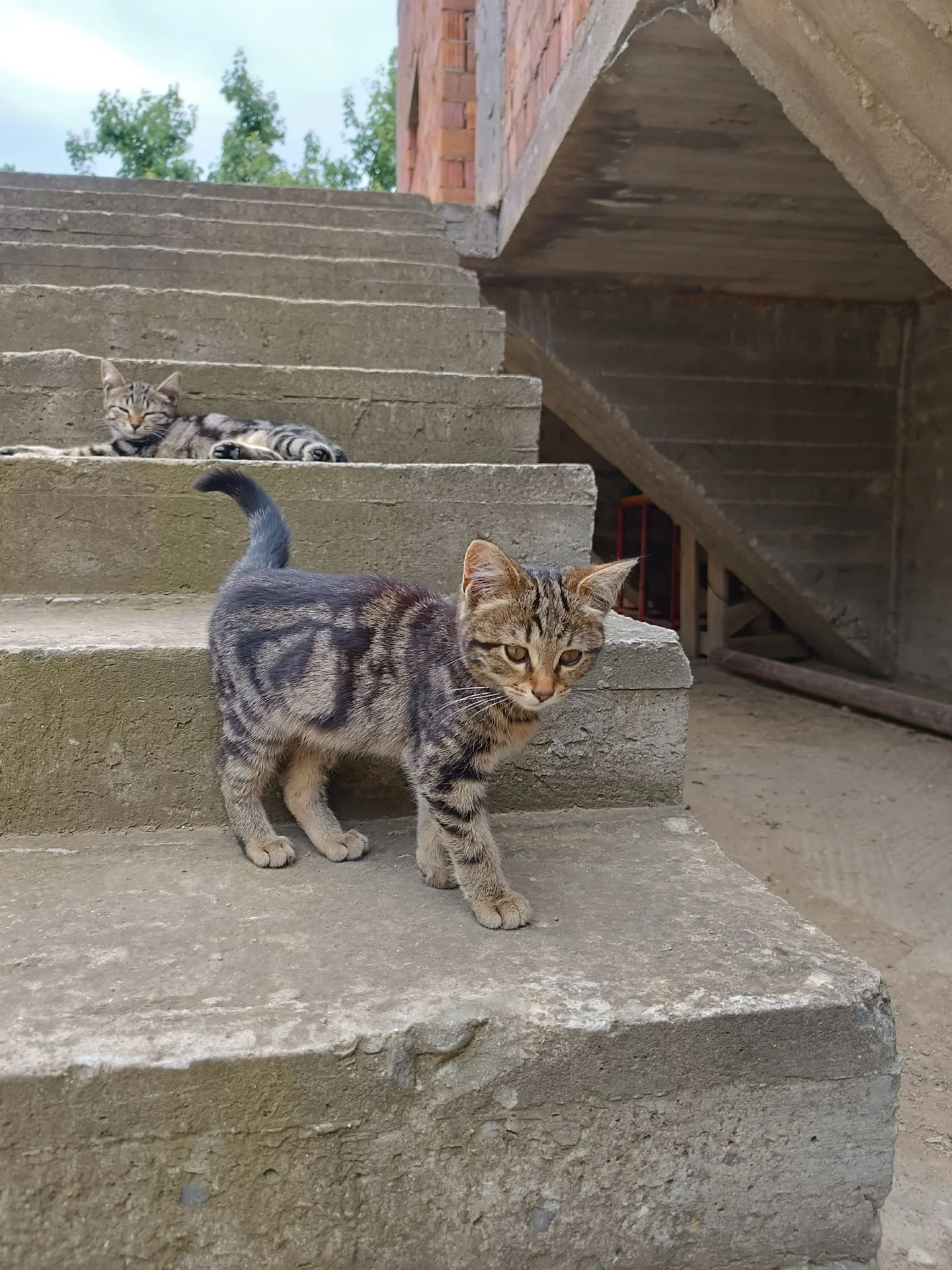 Котенок в добрые руки - миниатюра 7