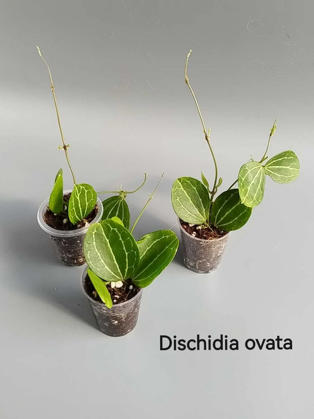 Хойи укорененные 2. Обновление от 27.04.26 - миниатюра 12