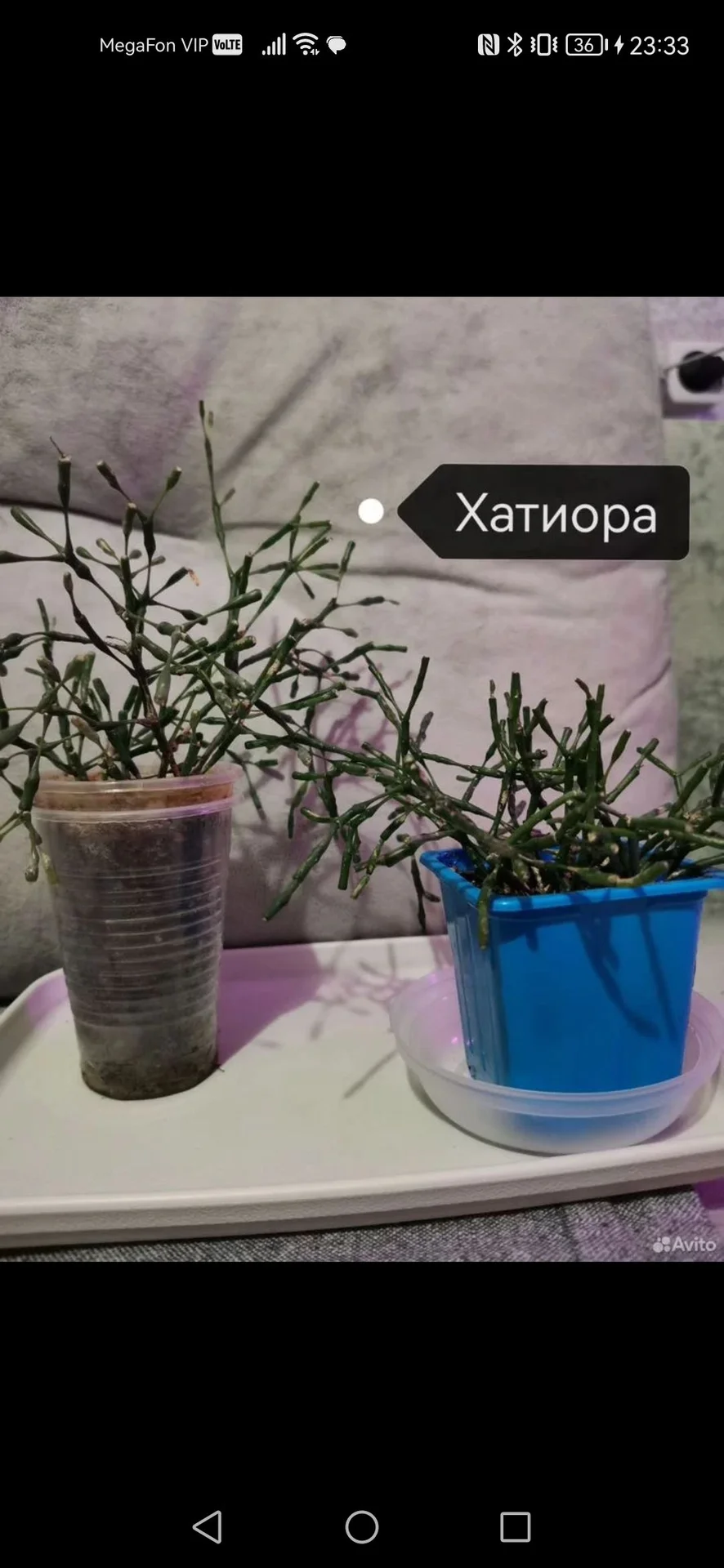 Хатиора/Фикус/Традесканция/Декабрист/Фуксия/Колеус - миниатюра 2