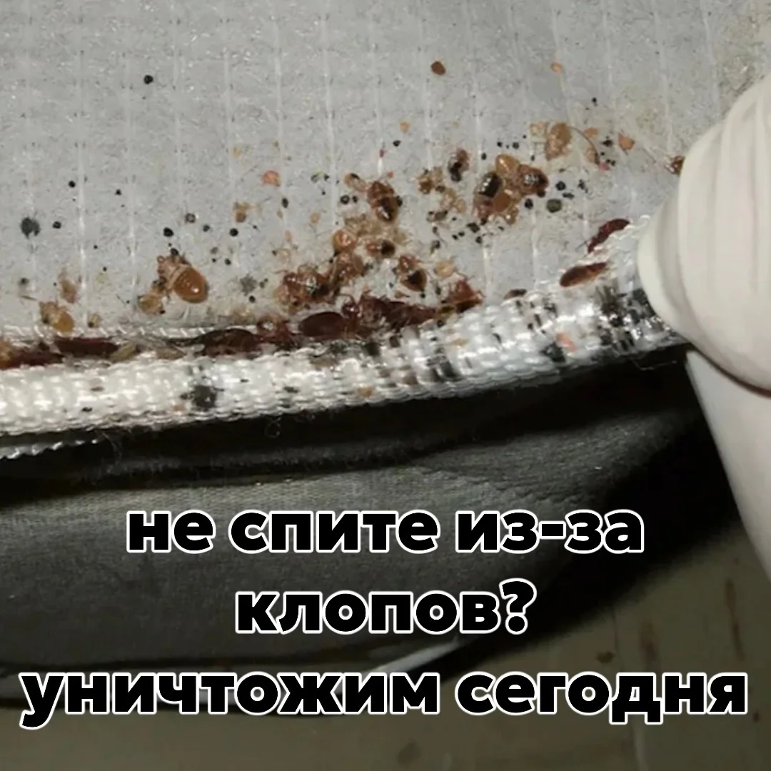 Уничтожение клопов и тараканов! - миниатюра 2