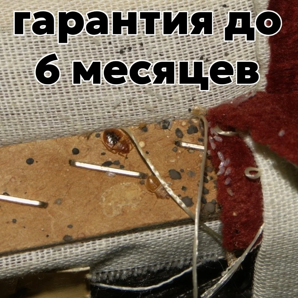 Уничтожение клопов и тараканов! - миниатюра 3