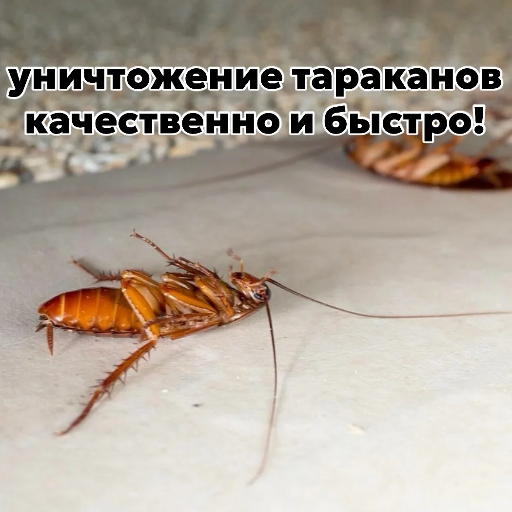 Уничтожение клопов и тараканов! - миниатюра 4