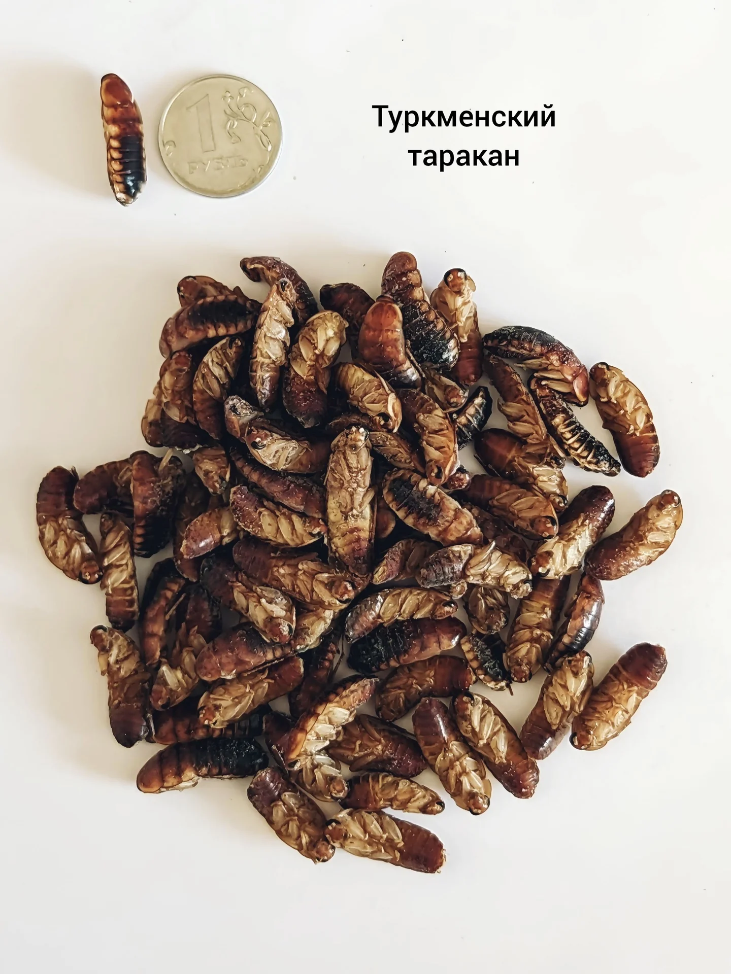 Сверчки тараканы зофобас мучник кормовые насекомые - миниатюра 7
