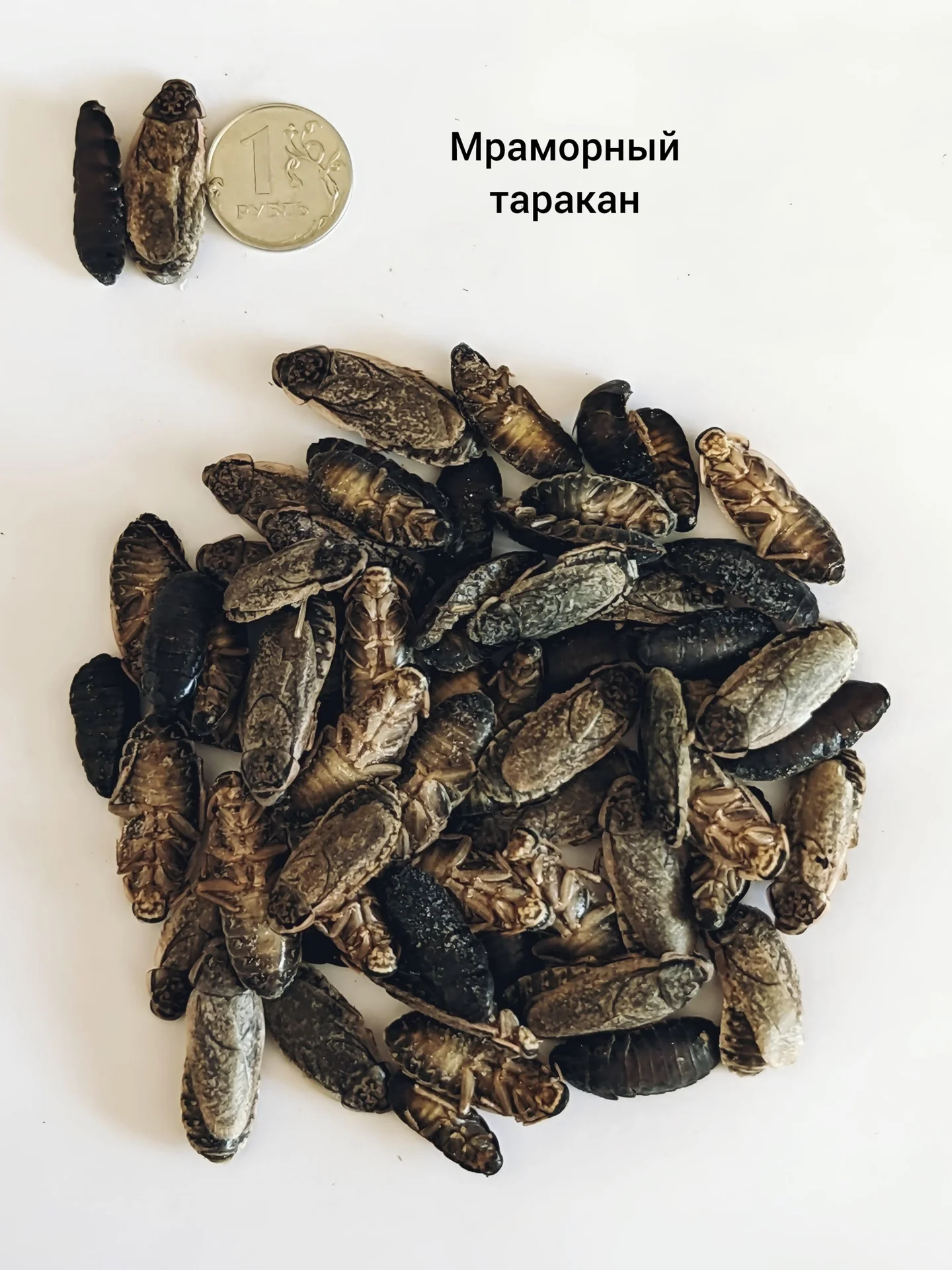 Сверчки тараканы зофобас мучник кормовые насекомые - миниатюра 8