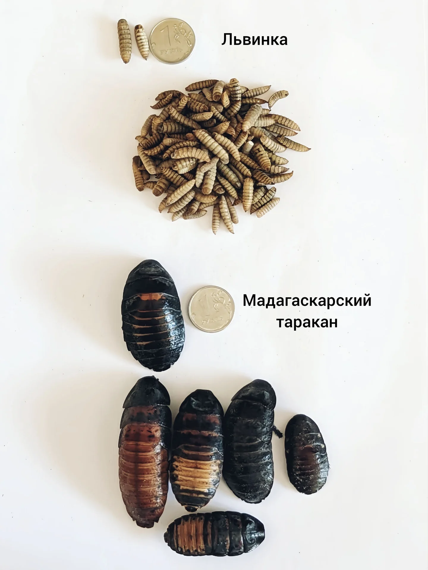 Сверчки тараканы зофобас мучник кормовые насекомые - миниатюра 10