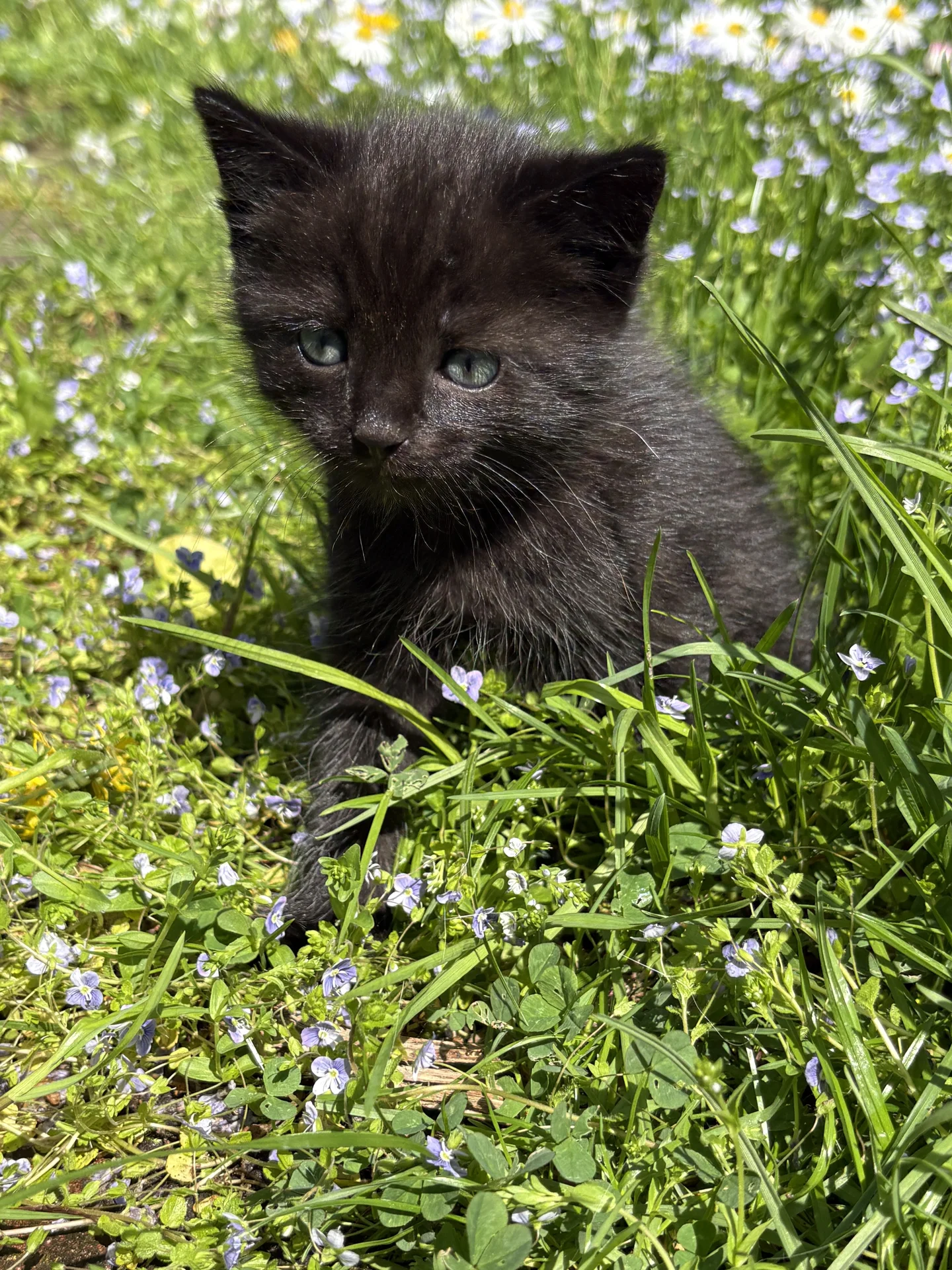 Котята в добрые руки - миниатюра 6
