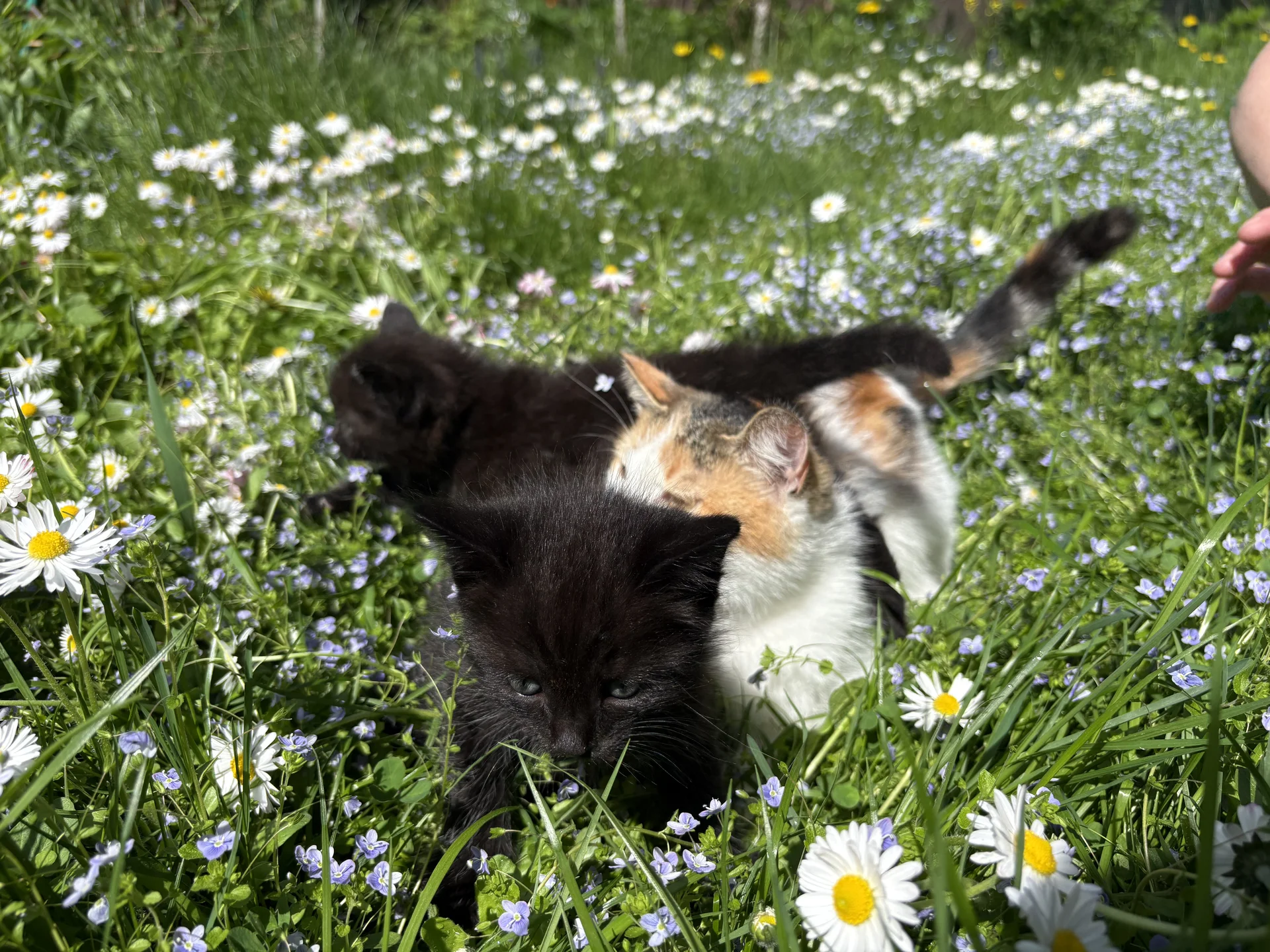 Котята в добрые руки - миниатюра 7