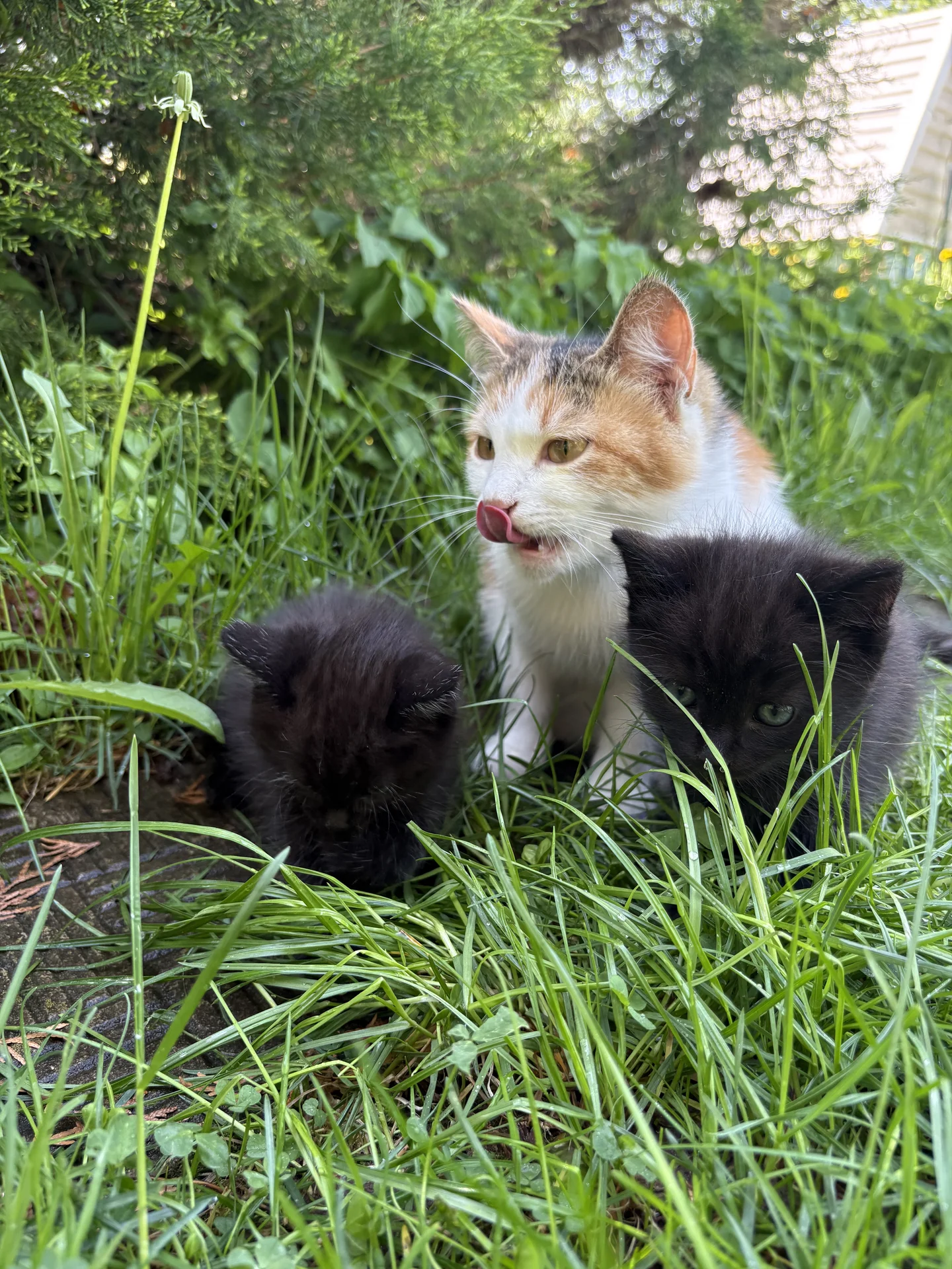 Котята в добрые руки - миниатюра 8