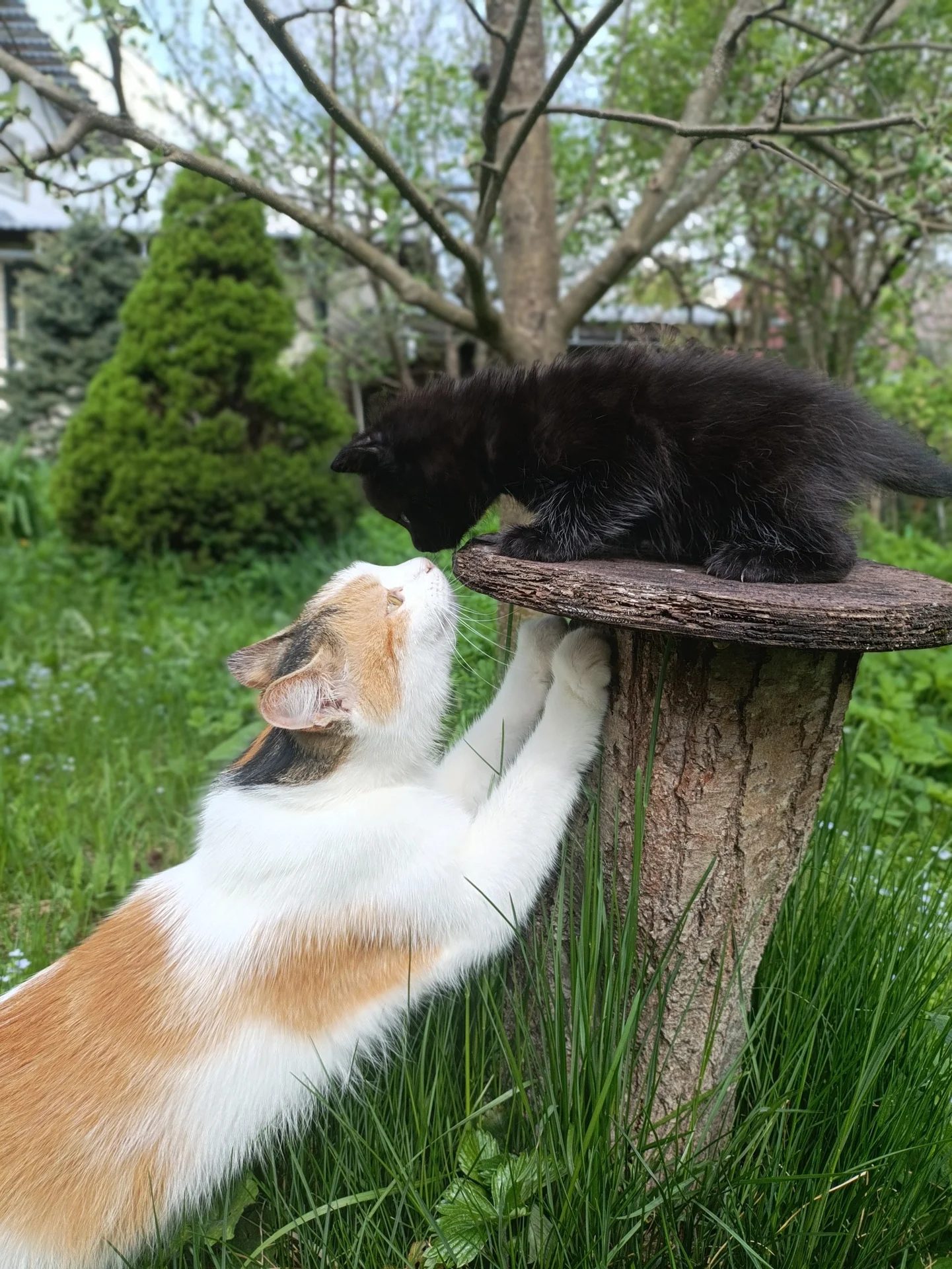 Котята в добрые руки - миниатюра 9