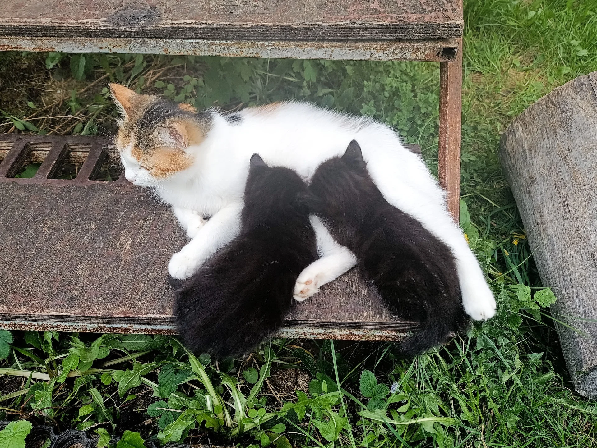 Котята в добрые руки - миниатюра 14