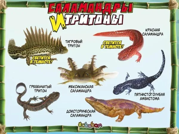 Игрушка Саламандры и тритоны в ассортименте - миниатюра 2
