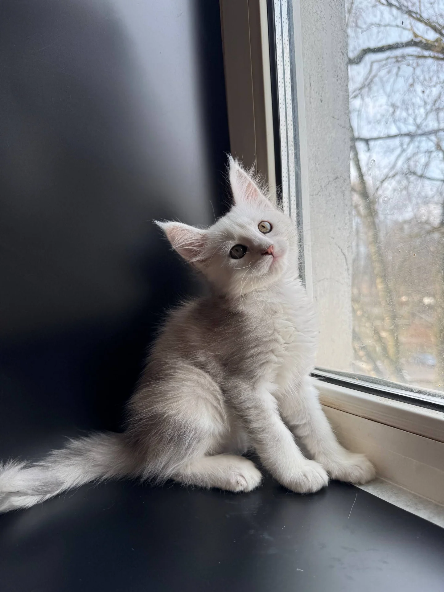 Котята Мейн куна - миниатюра 5