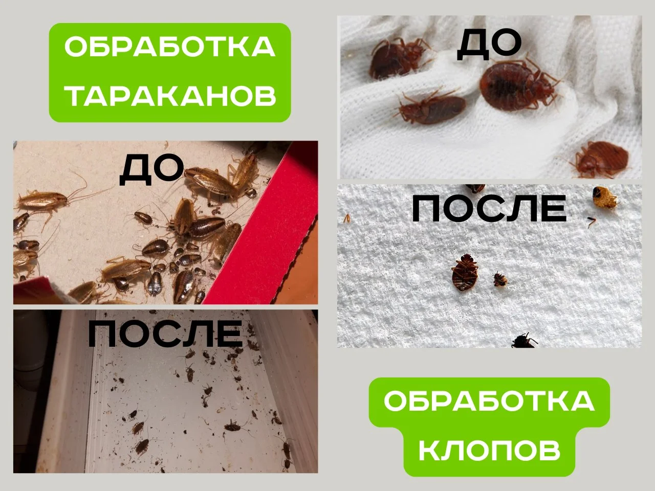 Дезинфекция Уничтожение тараканов, клопов, плесени, клещей, - миниатюра 5
