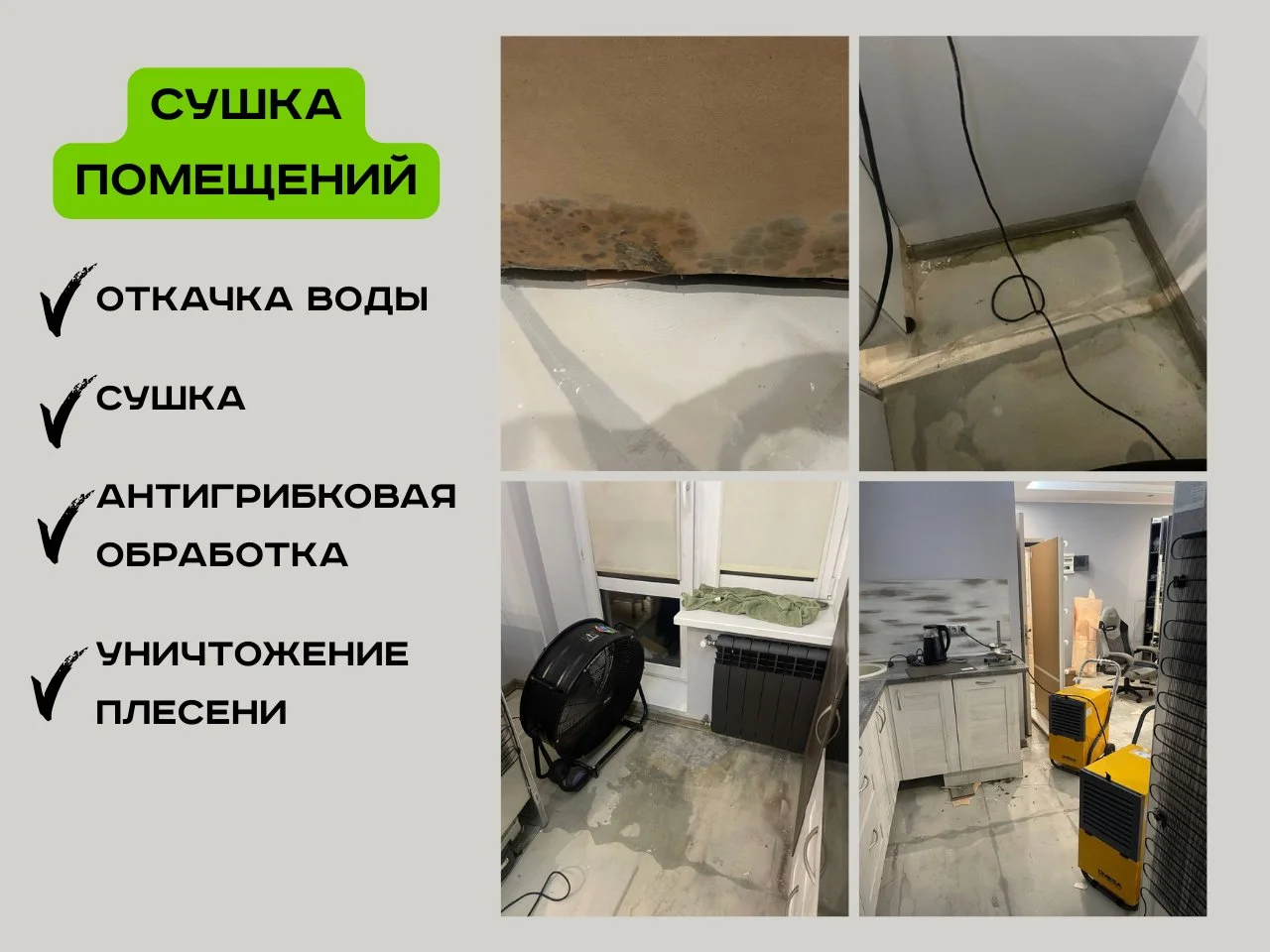 Дезинфекция Уничтожение тараканов, клопов, плесени, клещей, - миниатюра 9