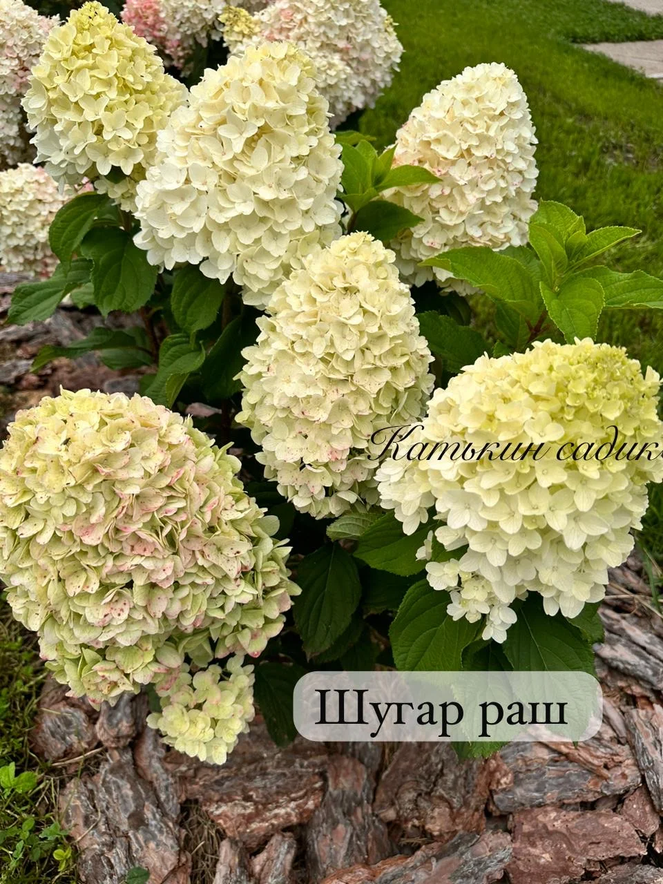 Гортензия метельчатая - миниатюра 2
