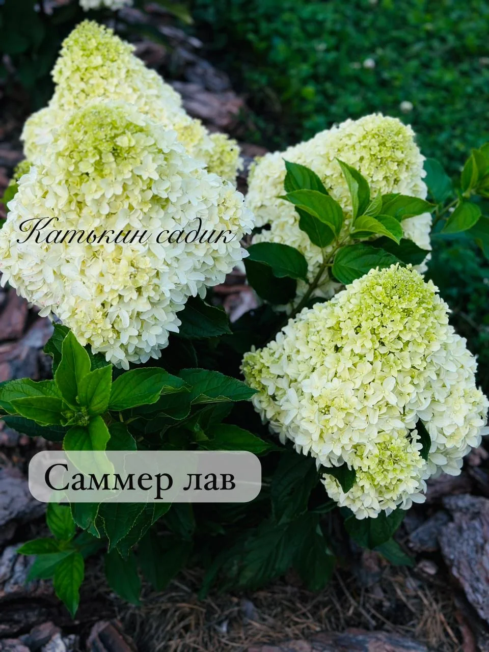 Гортензия метельчатая - миниатюра 3