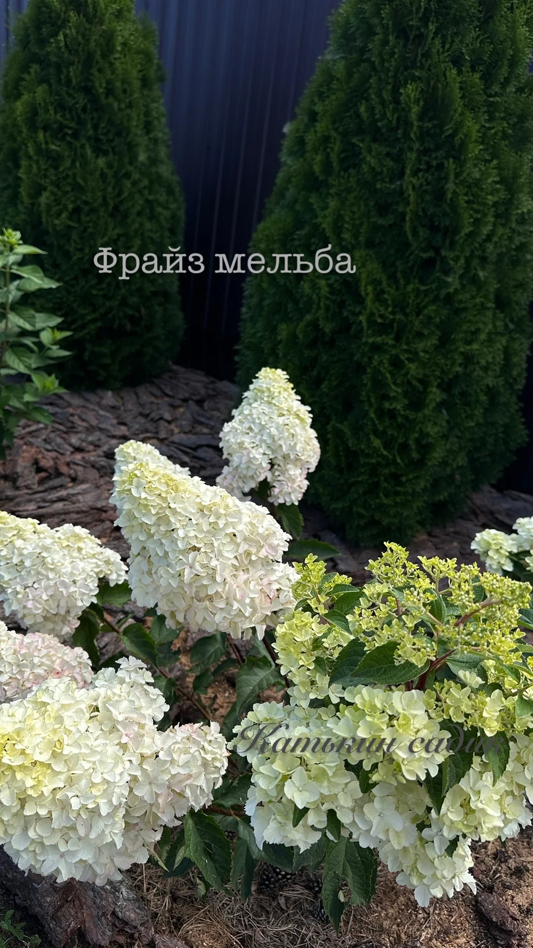 Гортензия метельчатая - миниатюра 8