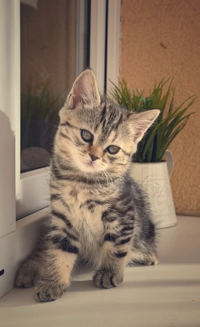 Шотландские котята
