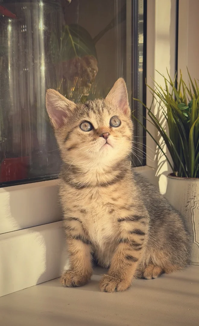 Шотландские котята - миниатюра 3