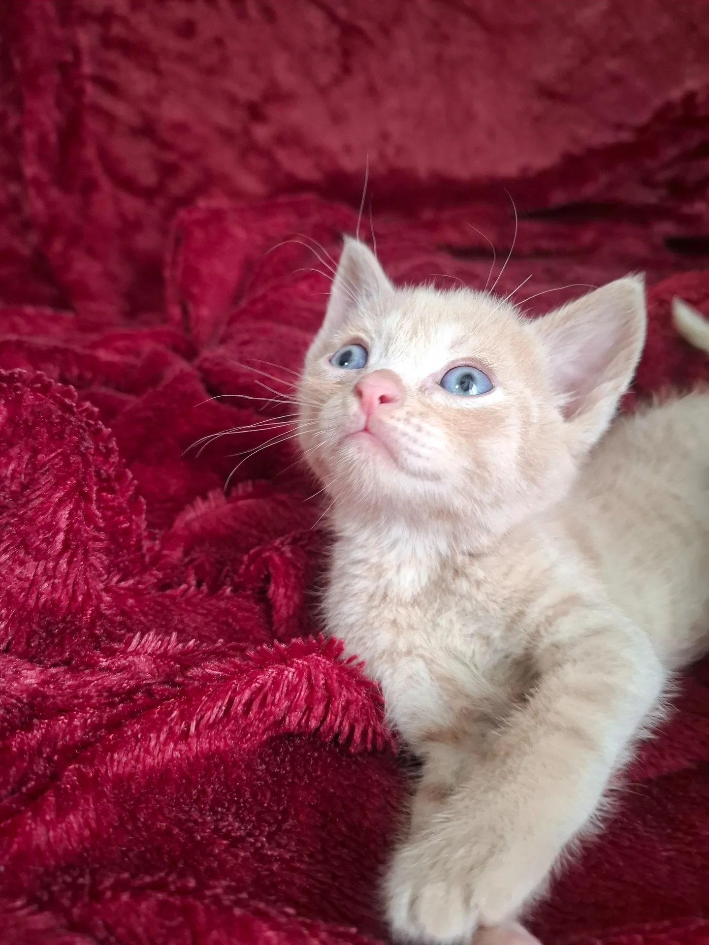 Котята от породистых родителей - изображение 1