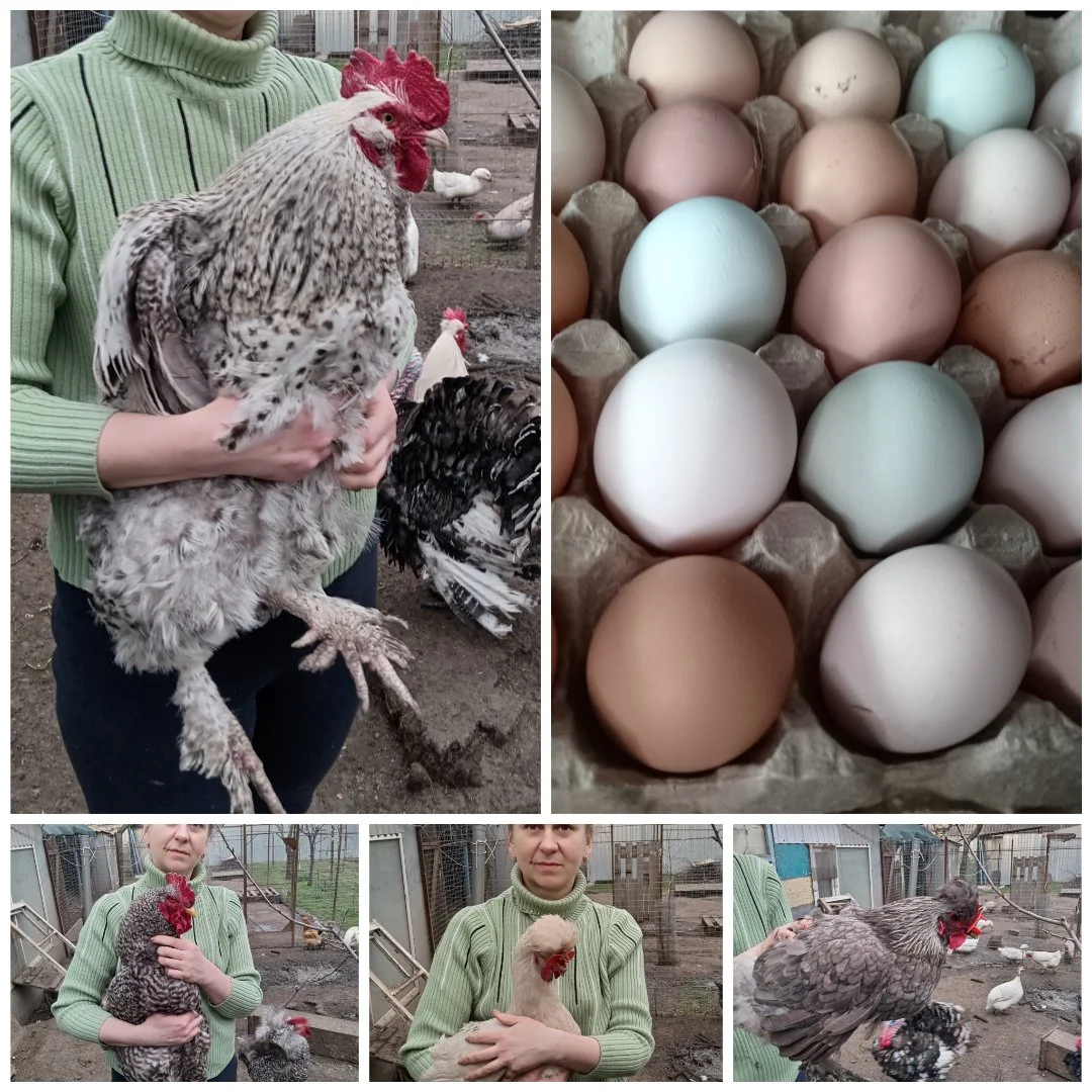 Куриное яйцо на инкубацию - изображение 1