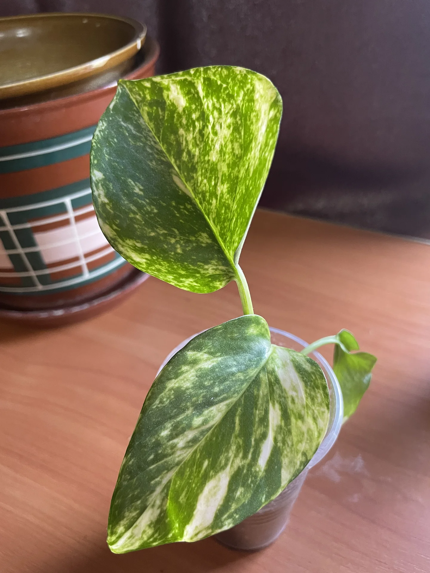Сциндапсус золотистый - миниатюра 10