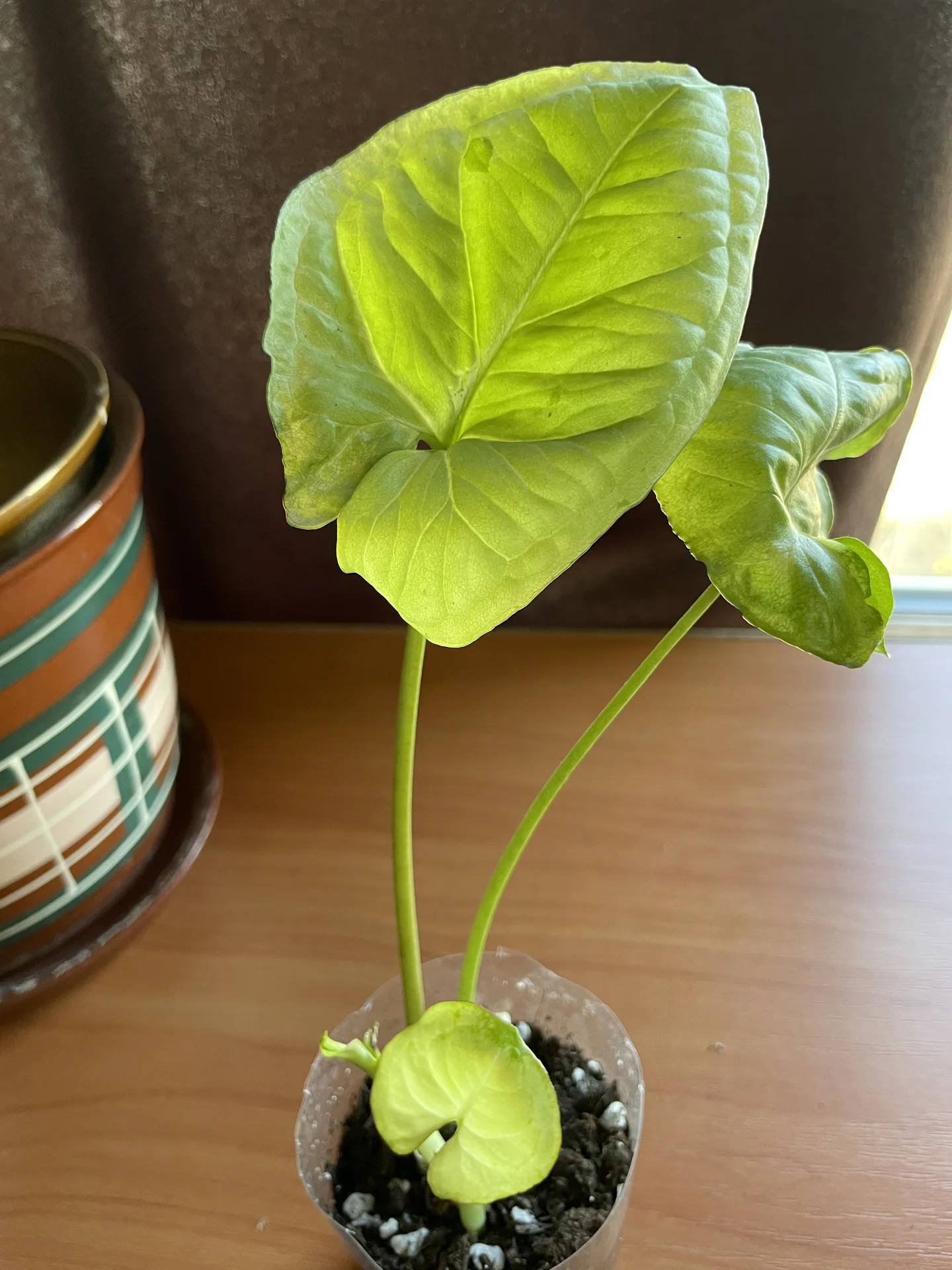 Сингониум Лайм Грин - изображение 1