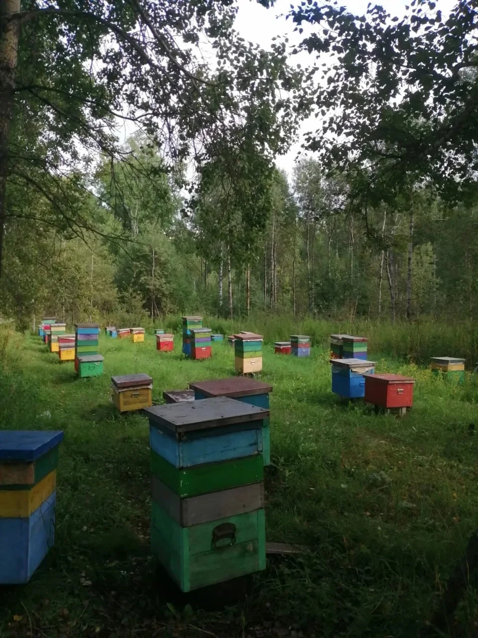 ПРОДАМ МЕД С ЛИЧНОЙ ПАСЕКИ - миниатюра 2
