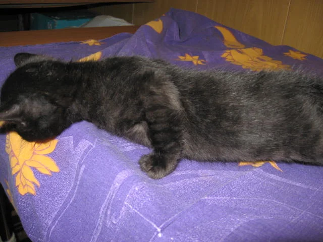 Котята -бенгалята - миниатюра 7