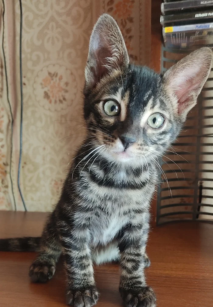 Котята бенгалов - миниатюра 2