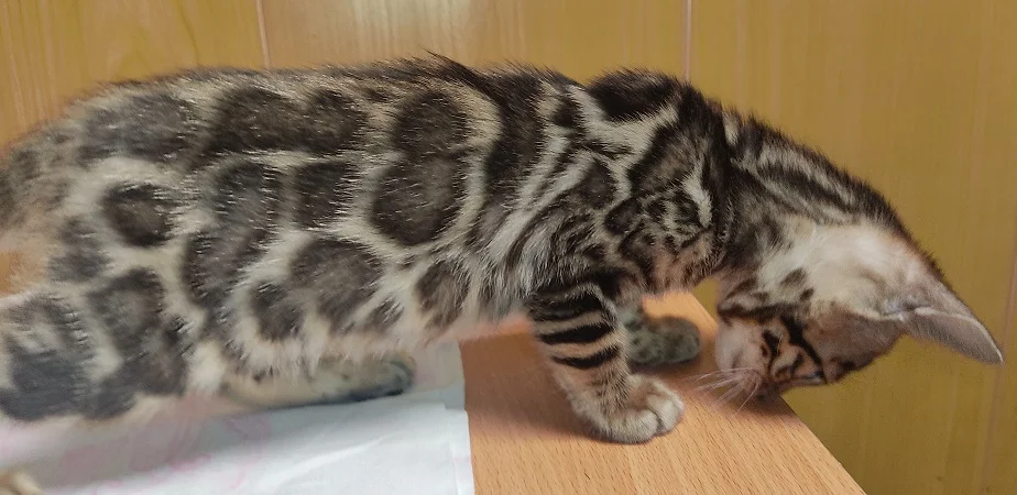 Котята бенгалов - миниатюра 6