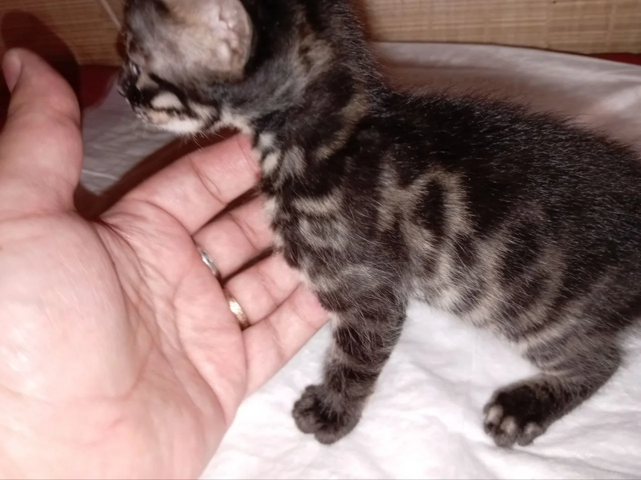 Котенок-бенгал угольный мальчик - миниатюра 2