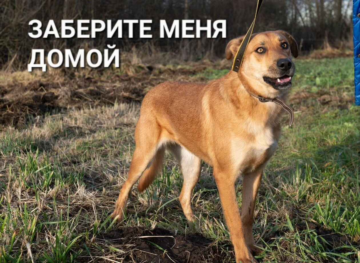 Взрослая собака в добрые руки - изображение 1