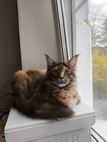 котята Мейн кун