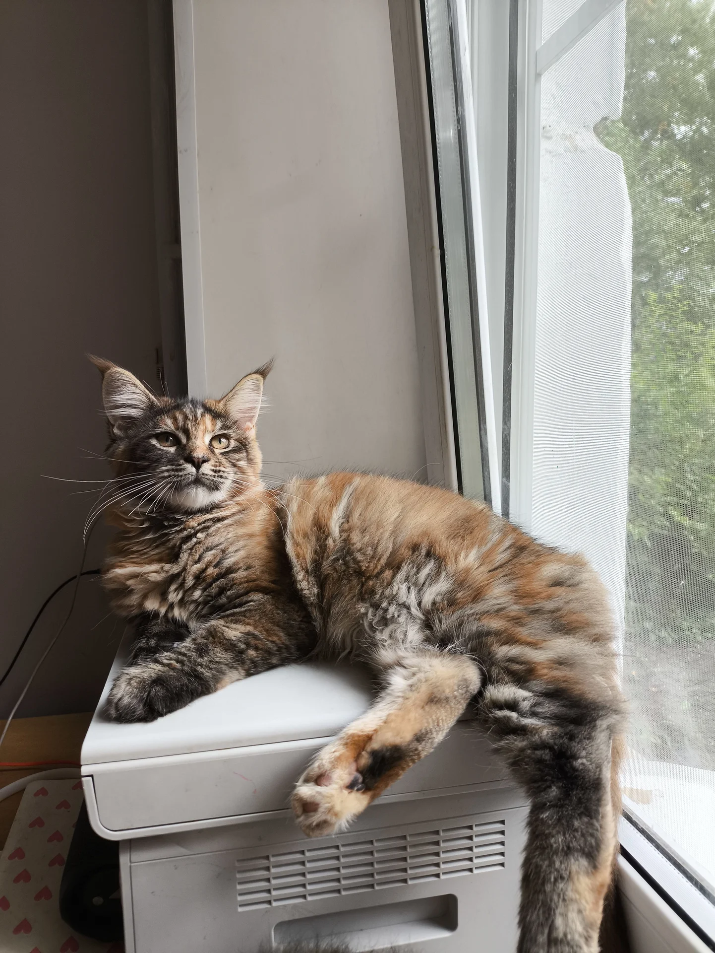 котята Мейн кун - миниатюра 3