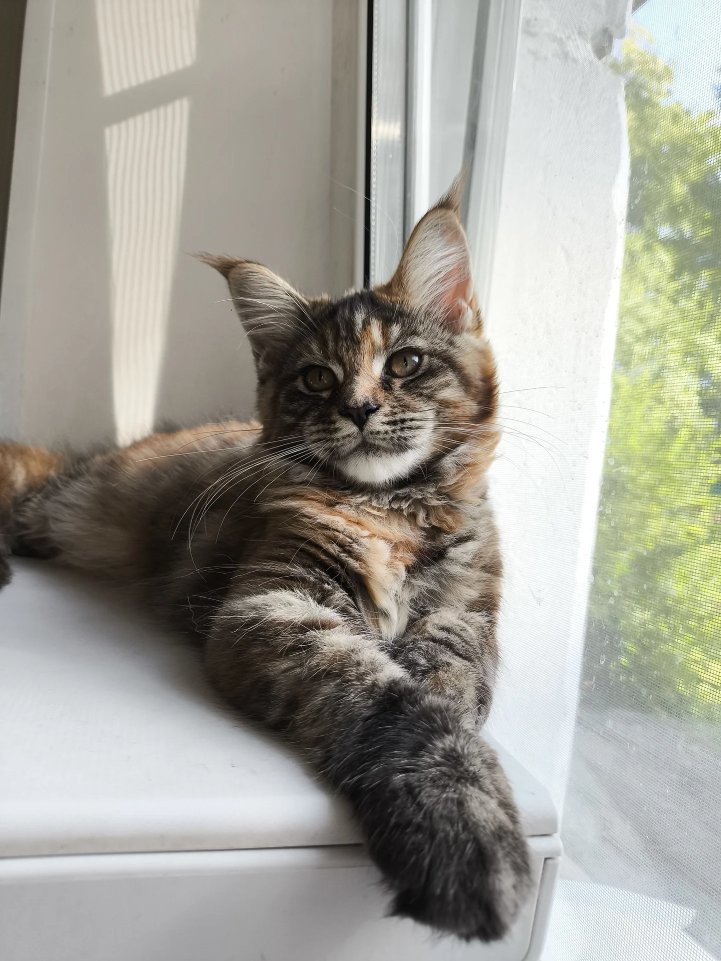 котята Мейн кун - миниатюра 6