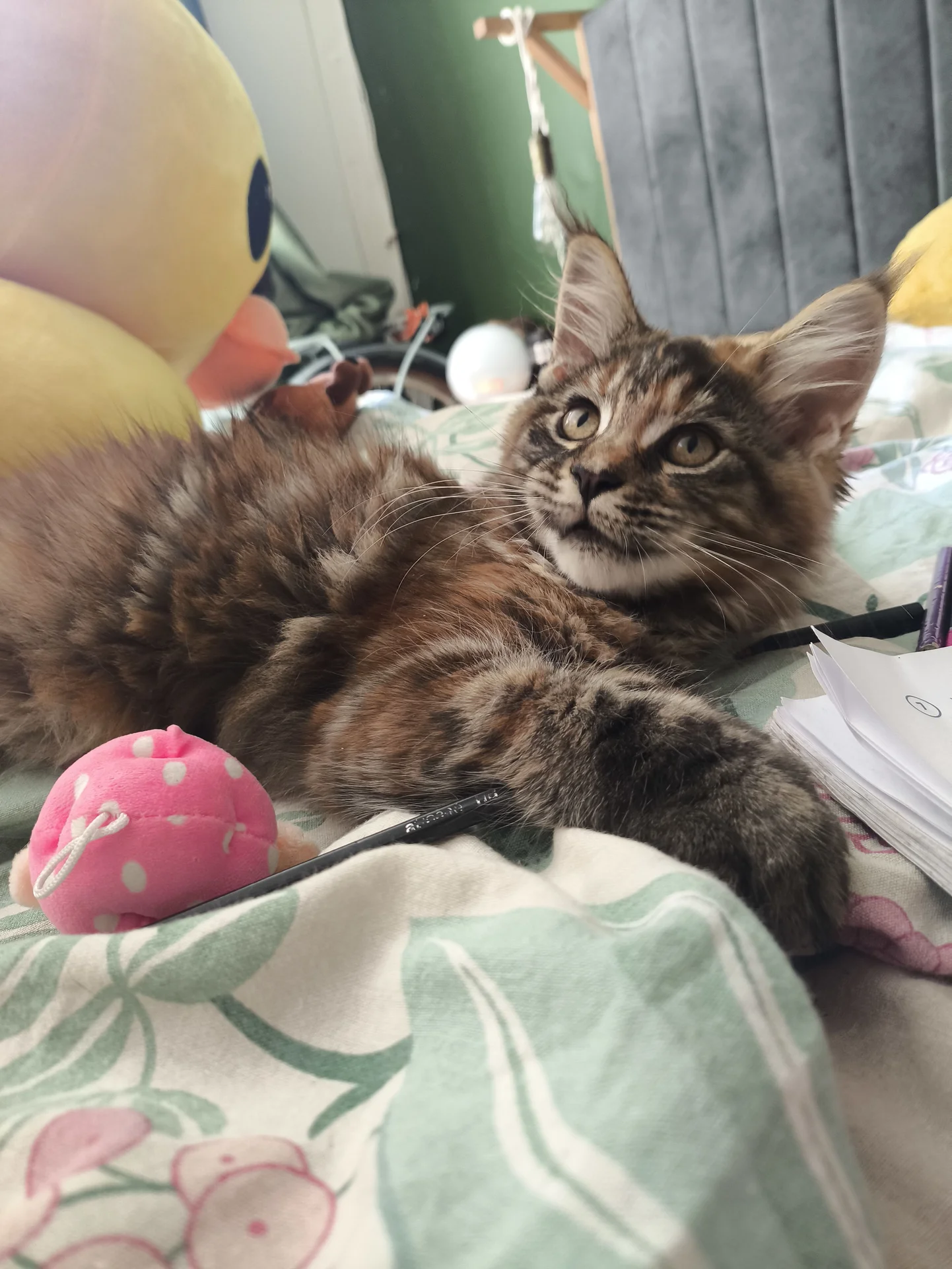 котята Мейн кун - миниатюра 8